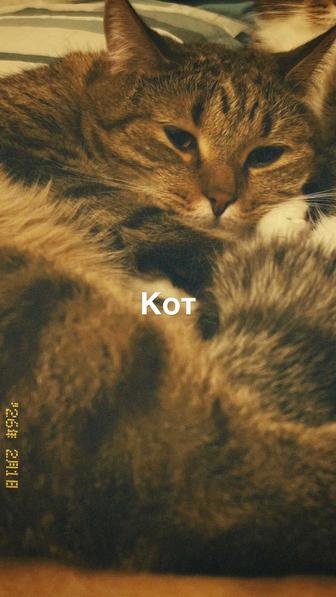 Кошки