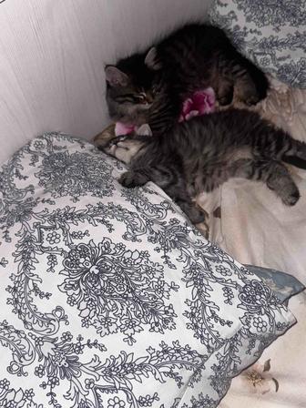 Котята