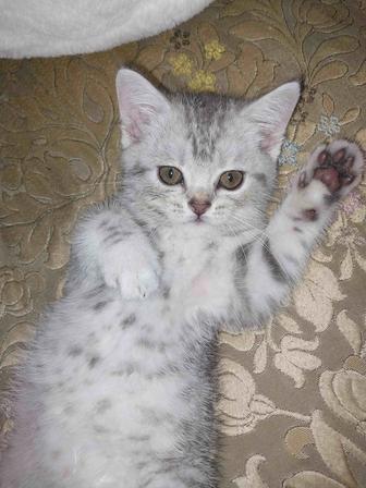 Скоттиш Фолд и скоттиш страйт