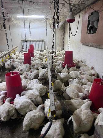 Продаем бройлерных Курей