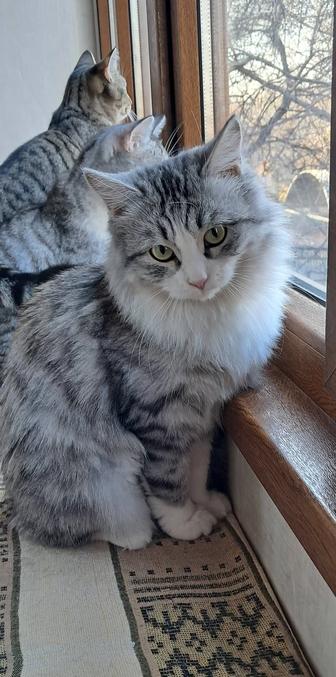 Пушистая кошечка