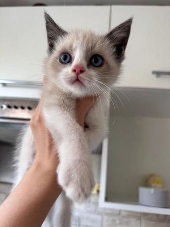 Отдам котенка в добрые ручки