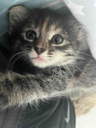 котенок