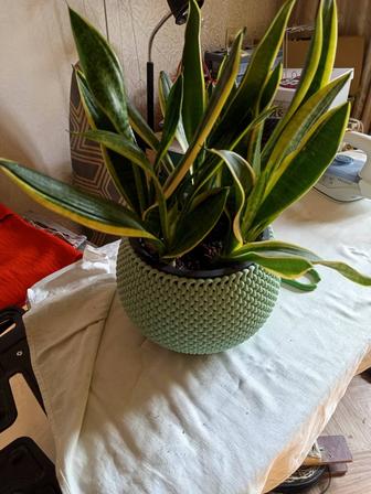 Продам цветок сансевиерия