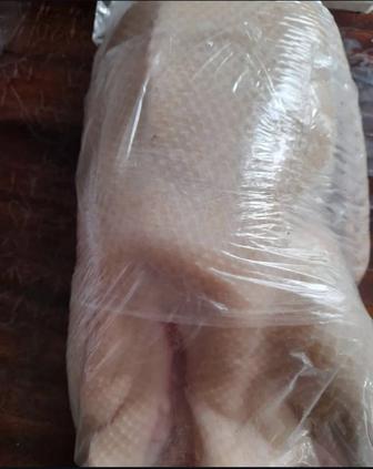 Гуси домашние тушками