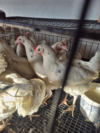 Куры молодняк породы Коралл