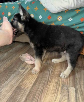 Щенок Восточно-Европейской овчарки