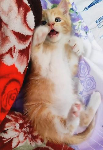Котенок 1 месяц