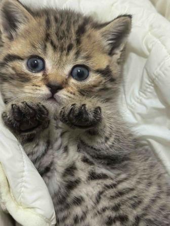 Продам котят