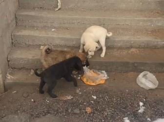 Щенки (даром)