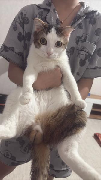 Мысык сатылады туылганнан домда оскен