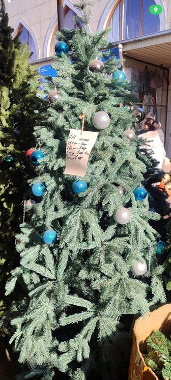 Продам голубую елку