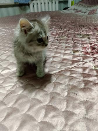 Продаю котят