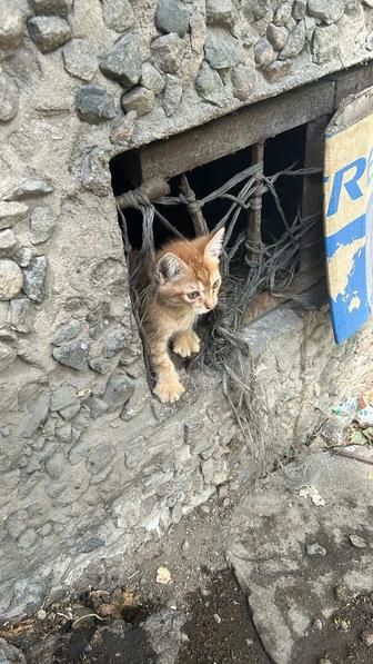 Отдам котенка