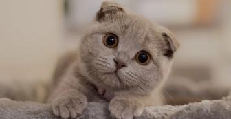 Передержка кошек