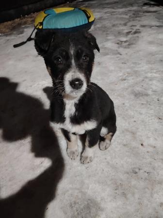 Милый щенок ищет дом