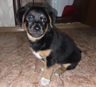 Дарю щенка в добрые руки