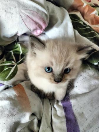 Отдам кошек