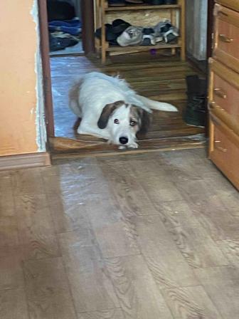 Отдам хорошего песика мальчика