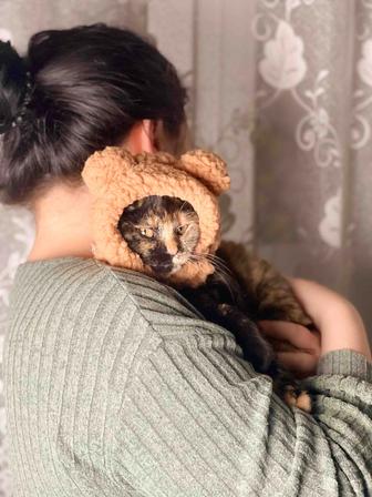 Котенок черепашка