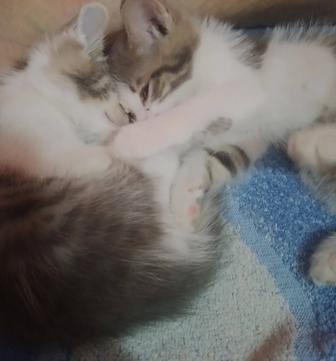 Котята в добрые руки