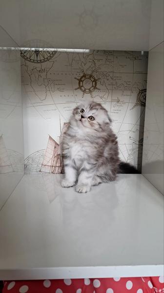 Продаются вислоухие котята. Шотландские котята. Котята девочки