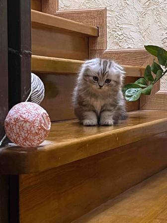 Продаются вислоухие котята. Шотландские котята. Котята девочки