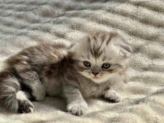 Продаются вислоухие котята. Шотландские котята. Котята девочки