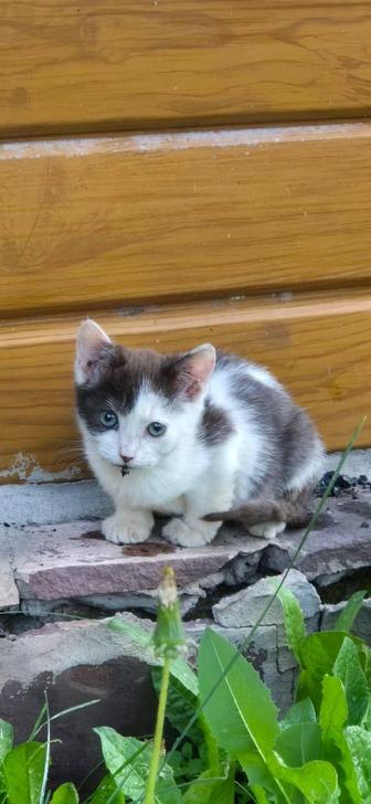 Отдам котят, срочно!