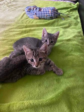 Котята