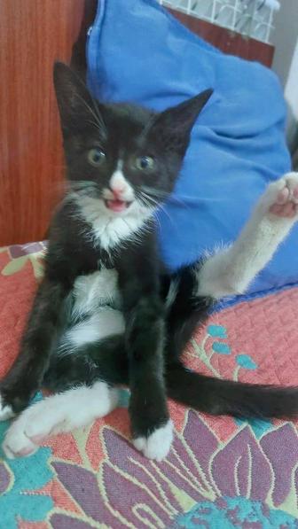Котята
