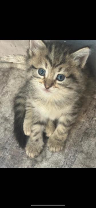 Котят