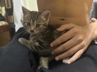 Продам котят