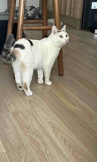 Котенок (девочка) даром, в добрые руки