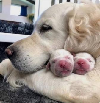 Щенки Золотистого Ретривера