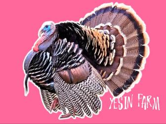 Бронза 708 инкубационные яйца индюков стабильный вывод птенцов