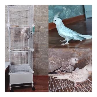 Попугай Кореллы