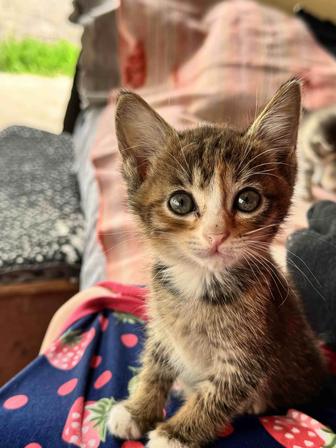 Отдам котенка в добрые руки.Малышка(2-3 мес/3 цветка), ласковый, приученный