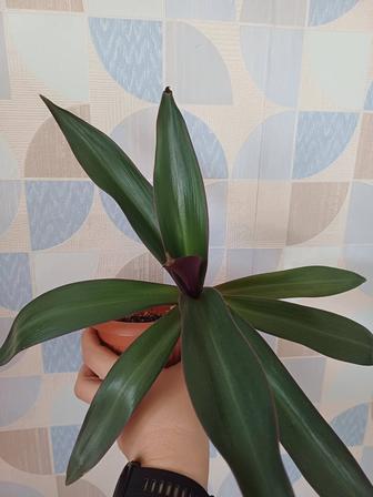 Комнатный цветок Рео