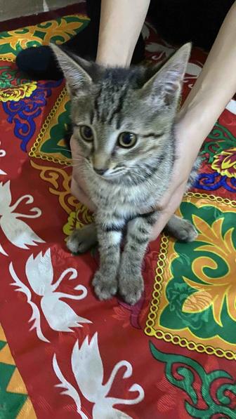 Котенок в добрые руки