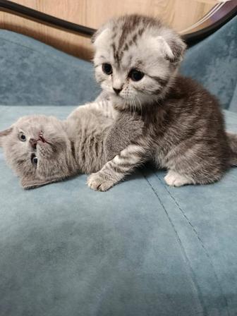 Продам котят британских