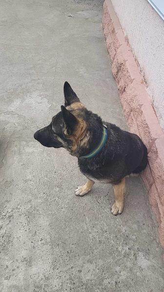 Продам собаку