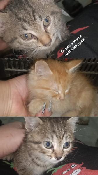 Отдам котят в хорошие руки.