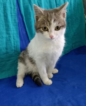Котенок мальчик 3 месяца