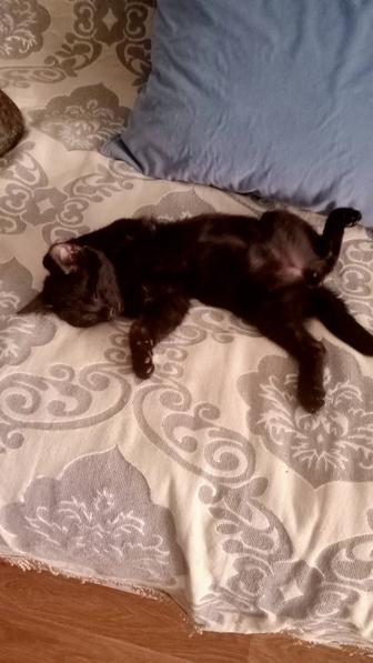 Котенок мальчик 3 месяца