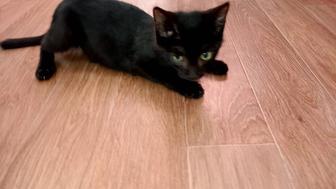 Котенок мальчик 3 месяца
