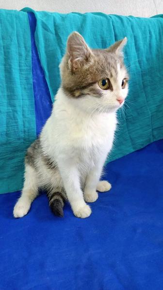 Котенок мальчик 3 месяца