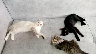 Котенок мальчик 3 месяца