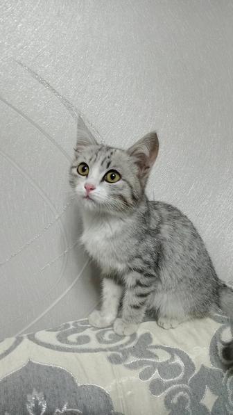 Котенок мальчик 3 месяца