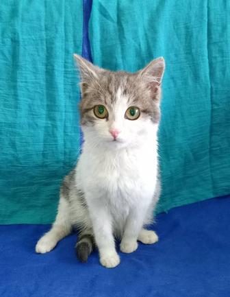 Котенок мальчик 3 месяца